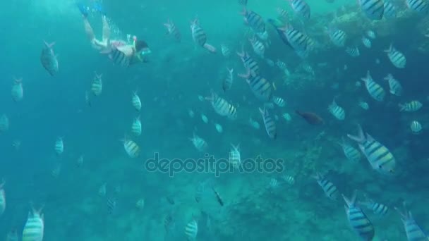 Pretty Girl Dives Under the Water and Swims With Fins in the Background of Fish — Stock Video