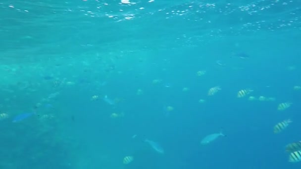 Sekolah Ikan di Laut Merah . — Stok Video