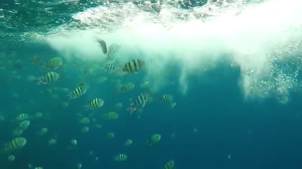 Escuela de los peces atacan las burbujas bajo el agua en cámara lenta . — Vídeos de Stock