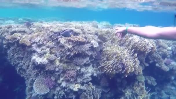 Menina subaquática mostra grandes peixes exóticos no recife de coral . — Vídeo de Stock