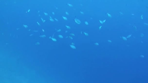 École de poissons bleus dans la mer bleue flottant sous l'eau . — Video