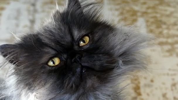 Fluffy Persian Cat mira hacia arriba de una manera lenta en algún apartamento — Vídeos de Stock