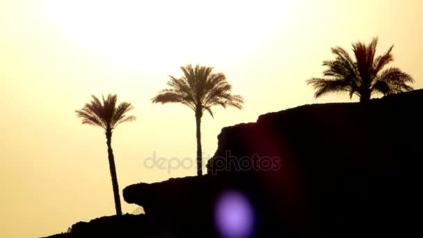 Puesta de sol a orillas del mar con piedras y palmeras que se ven muy bien con los rayos naranjas de un sol nocturno — Vídeos de Stock