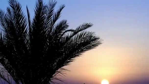 Palm trädgrenar i strålar av solnedgången i Egypten skott i sommar — Stockvideo