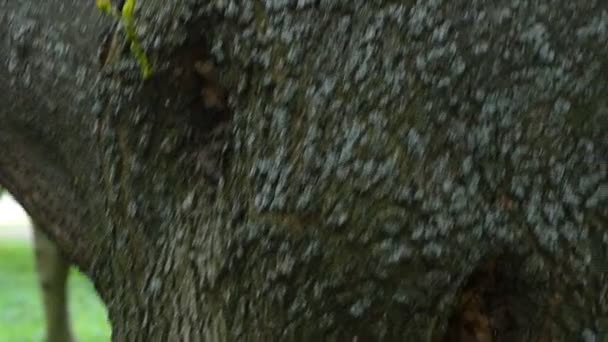 Esplêndido esquilo senta-se em perfil em um ramo e espera por comida das pessoas — Vídeo de Stock