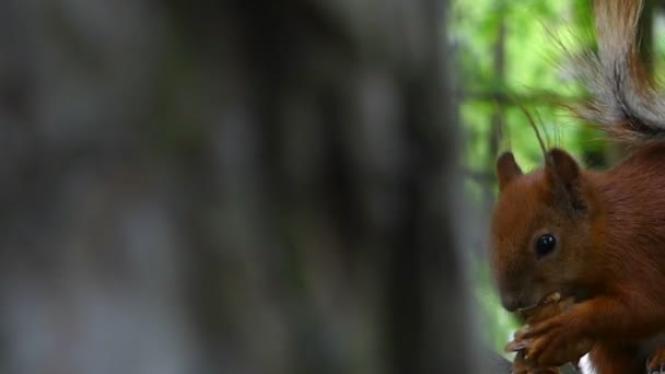 Esquilo emocionante sentado em um grande galho em uma floresta caduca e comer uma noz — Vídeo de Stock