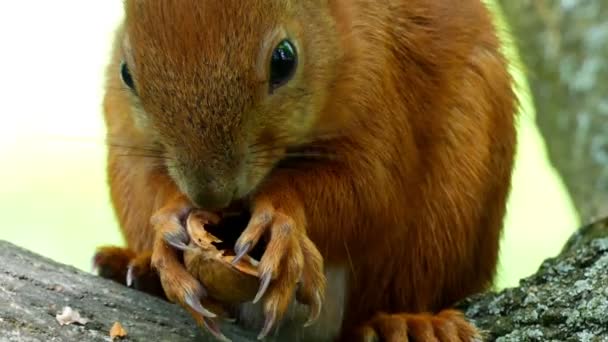 Funny Orange Squirrel cruje una tuerca mientras está sentado en una rama en el bosque 4k — Vídeo de stock