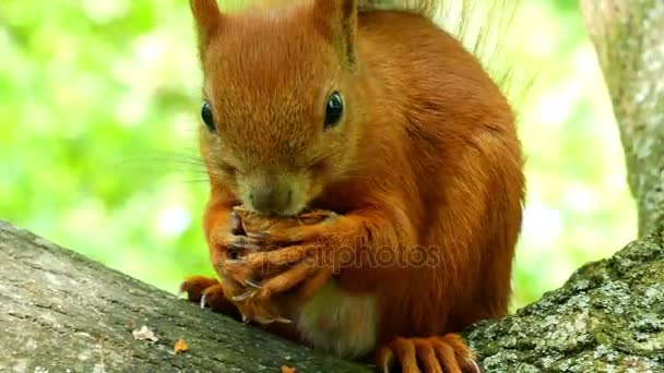 Orangefarbenes Eichhörnchen sitzt im Profil und nagt an einer Nuss, die es mit seinen langen Krallen hält - 4k — Stockvideo