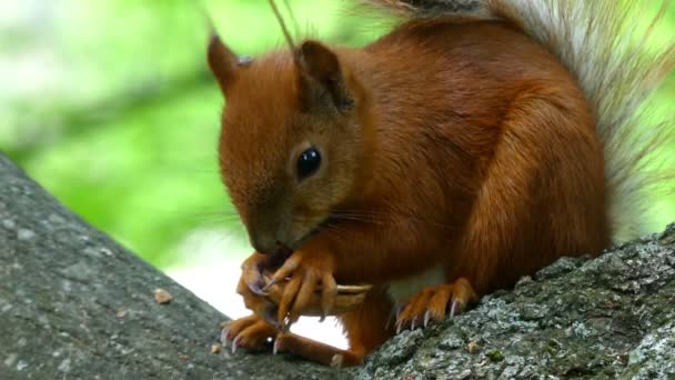 Esquilo de laranja escuro esmaga uma porca Sentado em uma filial na floresta no verão - 4k — Vídeo de Stock