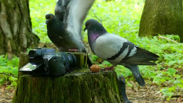 Una paloma se sienta en s Tump y las segundas tierras en él para comer granos en 4k — Vídeos de Stock