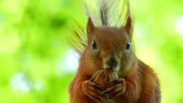 Écureuil drôle garde une noix et le mange dans une forêt étant abattu comme un gros plan dans 4k — Video