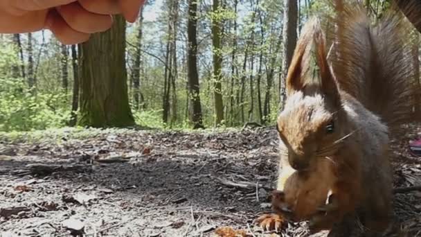 Slimme eekhoorn neemt een Nut van een Hand, zet haar rechts en loopt weg in Slo-Mo — Stockvideo