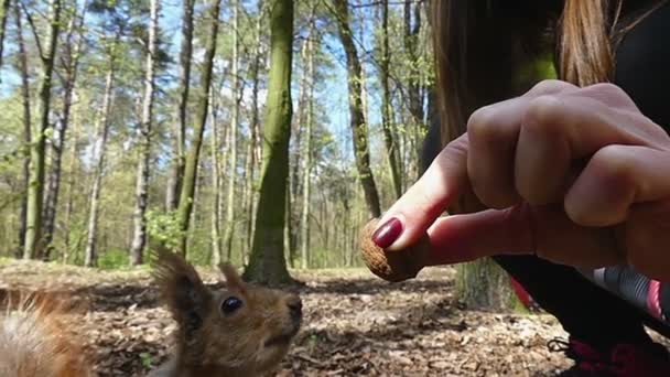 Rolig ekorre rycker ut en mutter från en kvinnlig Hand och körs bort i Slo-Mo — Stockvideo