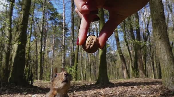 Rotes Eichhörnchen reißt einer Frau eine Nuss aus der Hand und läuft in Zeitlupe davon — Stockvideo