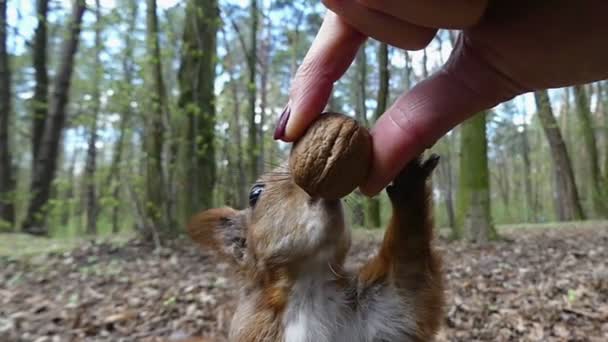 Puzzled Squirrel Which Fails to Pull a Nut From a Female Hand and Runs Away — Stock Video