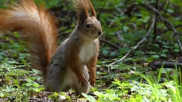 Ardilla divertida se sienta en un césped de hierba en un bosque, mira a su alrededor y salta lejos — Vídeos de Stock