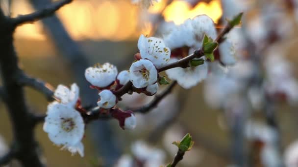 Όμορφη κερασιές Blosson στις ακτίνες ενός ηλιοβασιλέματος στις αρχές της άνοιξης — Αρχείο Βίντεο