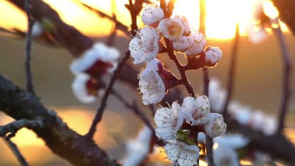 Импрессивная вишневая бабочка в лучах заката ранней весны — стоковое видео