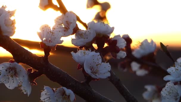 Een takje van de kersenbloesem met mooie roze bloemblaadjes in een bos bij zonsondergang — Stockvideo