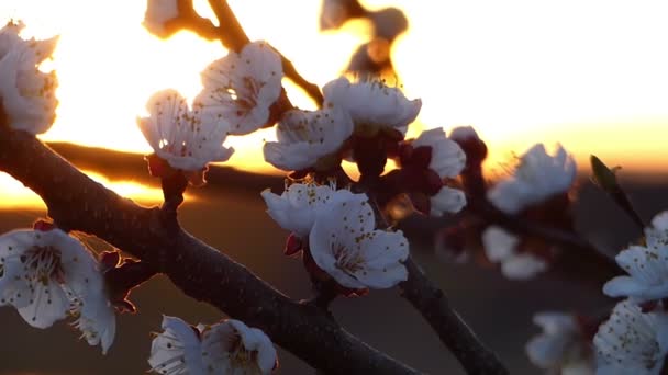 Una ramita de flor de cerezo con hermosos pétalos rosados en un bosque al atardecer — Vídeo de stock