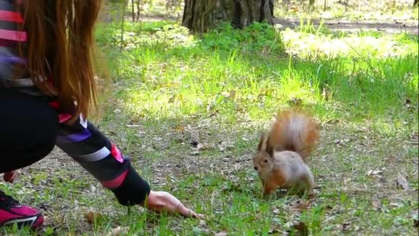 Έξυπνη σκίουρος παίρνει ένα καρύδι από ένα χέρι, θέτει το δικαίωμα και τρέχει μακριά σε Slo-Mo — Αρχείο Βίντεο