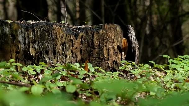 Viejo tocón y hierba verde joven en un bosque caducifolio en un día soleado en primavera — Vídeo de stock