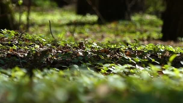 Grama verde em um gramado florestal na Europa Oriental em um dia ensolarado no início da primavera — Vídeo de Stock