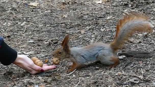 Υπέροχη σκίουρος παίρνει ένα καρύδι από ένα γυναικείο χέρι και τρέχει σε ένα δάσος στο Slo-Mo — Αρχείο Βίντεο