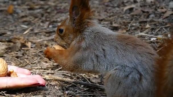 Splendid ekorre tar en mutter från en kvinnlig Hand och körs bort i en skog — Stockvideo