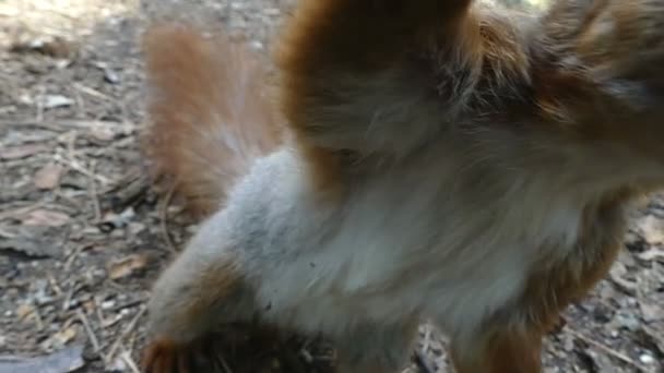 L'écureuil roux attire une caméra, se lève et s'éloigne au ralenti — Video