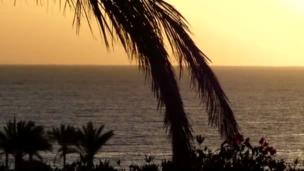 Uzun palmiye ağacı dalı Kızıl Deniz Sahil üzerinde günbatımında harika görünüyor — Stok video