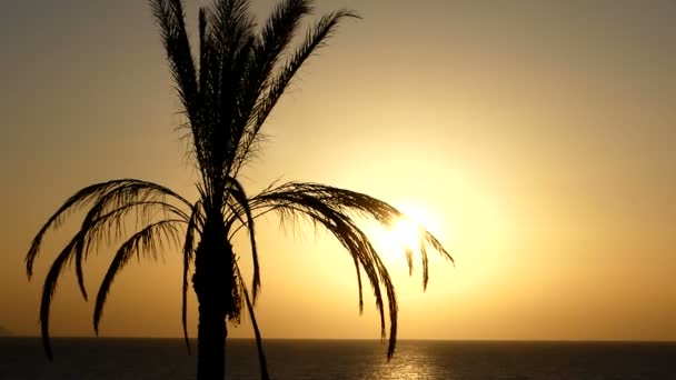 Árvore de palmeira tropical com forma engraçada fica sozinho na costa do Mar Vermelho ao pôr do sol — Vídeo de Stock