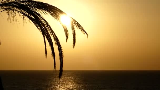 Palm trädgren ser 3ans vid solnedgången på havskusten vid Röda havet på våren — Stockvideo