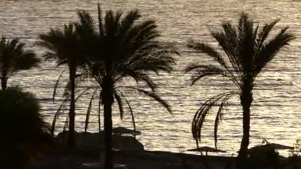 Dos palmeras y sombrillas en una costa montañosa por la noche Look Magic — Vídeos de Stock