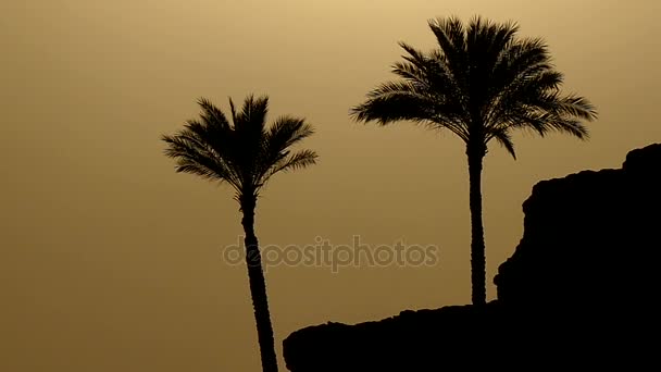 Två palmer på en Mountaneous havsstrand vid solnedgången ser magiska och mystiska — Stockvideo