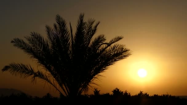 Δέντρο κλαδιά φοίνικα να φανεί εξωτικό το ηλιοβασίλεμα στην παραθαλάσσια ζώνη της Ερυθράς Θάλασσας — Αρχείο Βίντεο