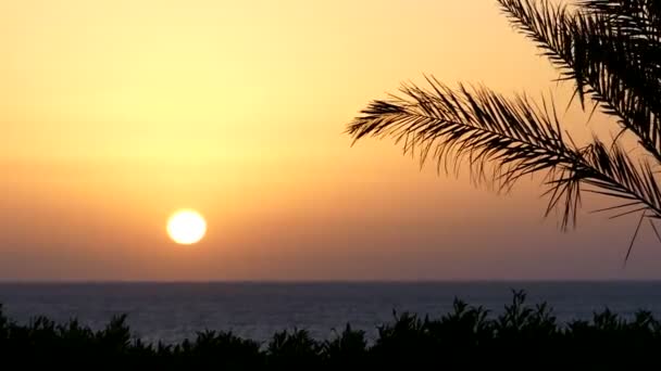 Exotiska trädgren på en stenig havsstrand i Egypten på en fantastisk solnedgång under våren — Stockvideo