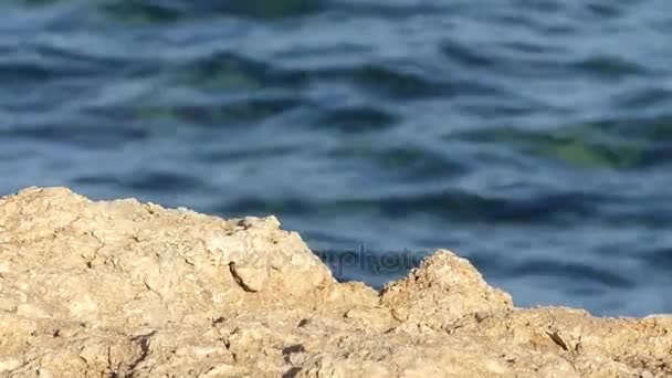 Jasny brązowy skaliste wybrzeże i sprzątania fale Morza Czerwonego w słoneczny dzień — Wideo stockowe