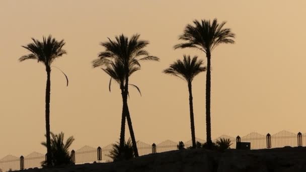 Palmträd på en stenig havskusten med ett staket vid solnedgången i Egypten i sommar — Stockvideo