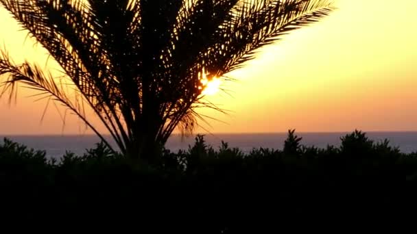 Tropikal ağaçlar üzerinde kayalık sahil bahar bir muhteşem gün batımı, Mısır — Stok video