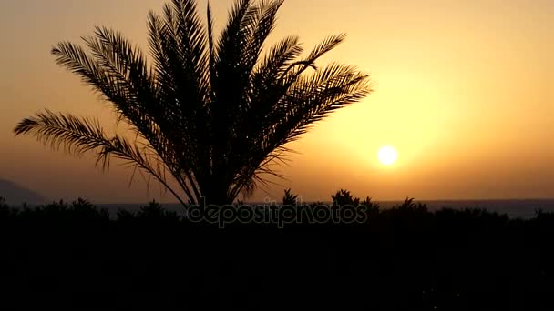 Árvores exóticas emocionantes em uma costa marítima rochosa no Egito ao pôr do sol na primavera — Vídeo de Stock