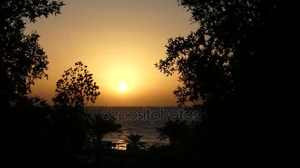 Exotische Palmen an einer felsigen Meeresküste in Ägypten bei einem herrlichen Sonnenuntergang im Frühling — Stockvideo