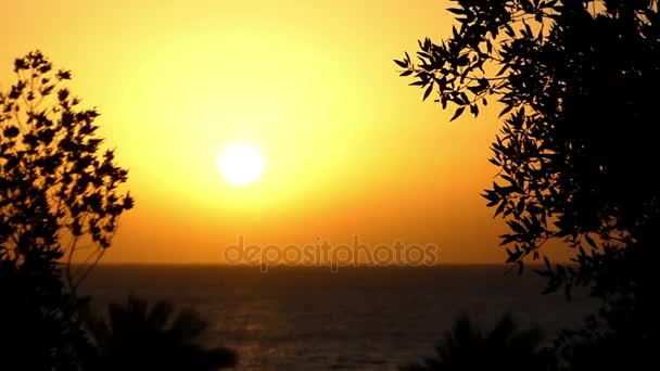 Exotiska träd på en stenig havsstrand i Egypten på en fantastisk solnedgång under våren — Stockvideo