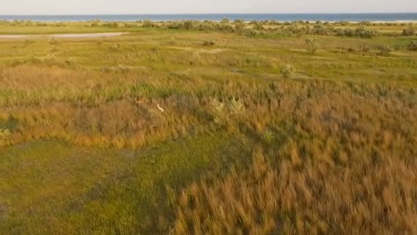 Zdjęcia lotnicze z wyspy Dzharylhach i dwa jelenie uciekasz Drone w Slo-Mo — Wideo stockowe