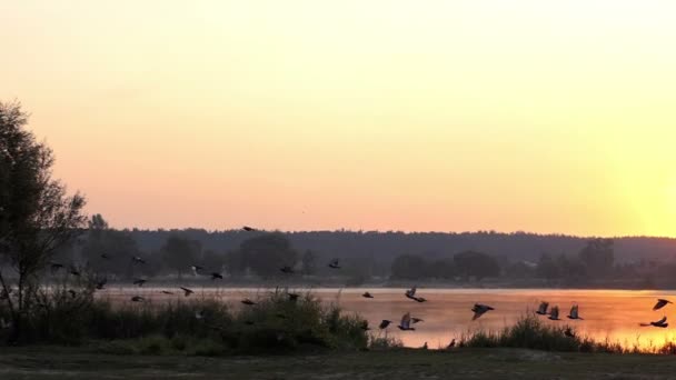 Letící holubice nad malebnou a drsné jezero při západu slunce v Slo-Mo — Stock video