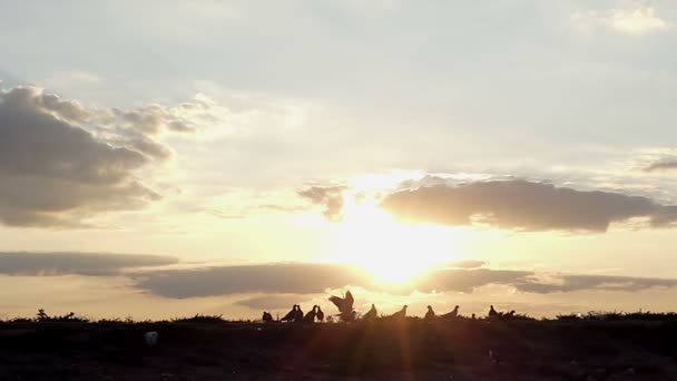 年轻男人跑和害怕在日落时分在慢动作山区起飞的鸽子 — 图库视频影像