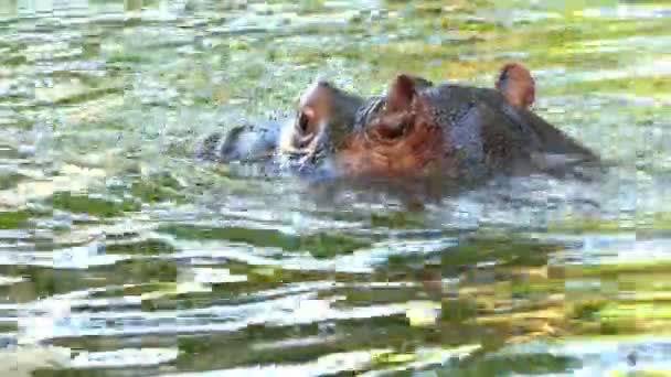 En rolig flodhäst simmar i en damm på en solig dag i sommar — Stockvideo