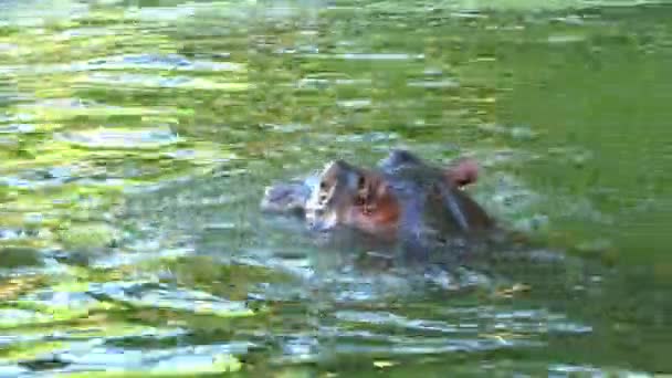 En glad flodhäst simmar i en damm på en solig dag i sommar — Stockvideo