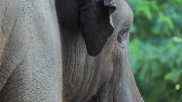 Cabeça de um elefante vira lentamente para o lado em um jardim zoológico no verão — Vídeo de Stock