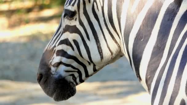 Uma zebra listrada está de pé em um jardim zoológico em um dia ensolarado no verão — Vídeo de Stock